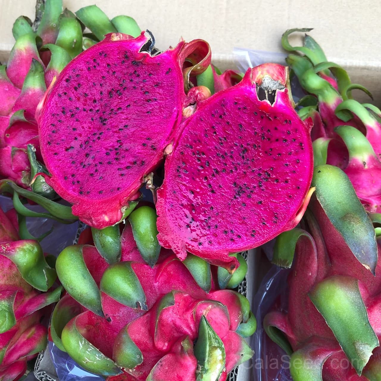 Dragon Fruit 'Red' Seeds — Sweet Tropical Vine Fruit - View 8