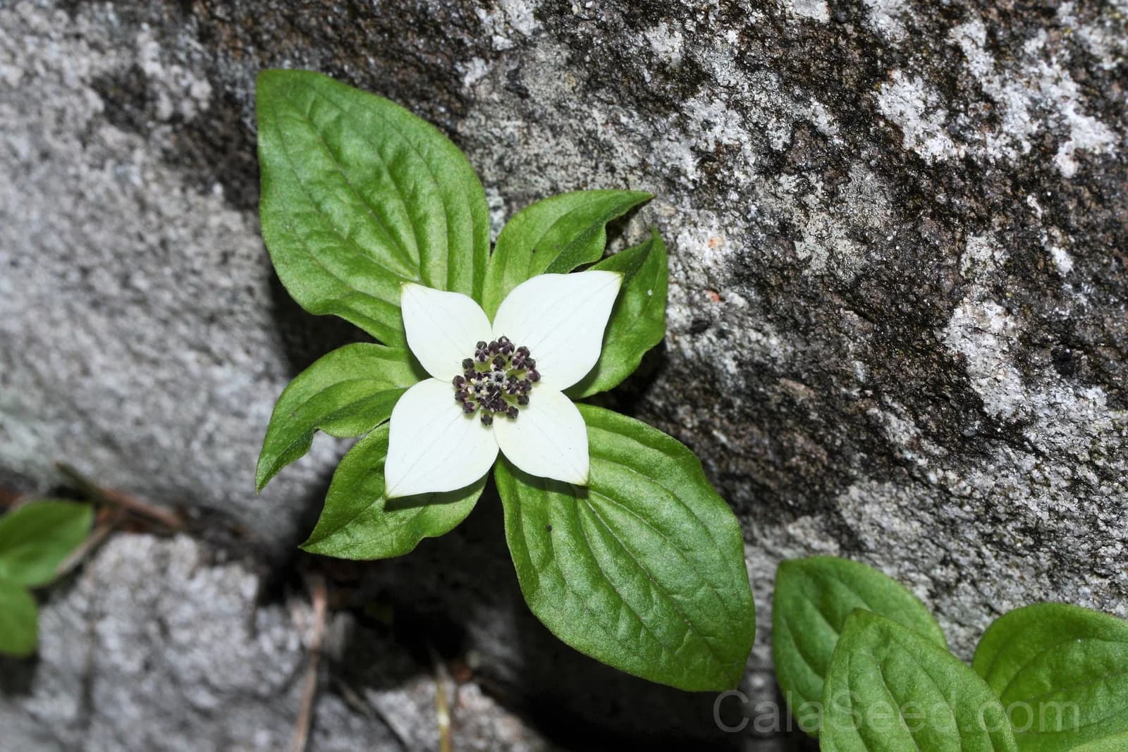 Western Bunchberry 'Alaskan Dogwood' Seeds — Edible Red Berry Groundcover - View 5