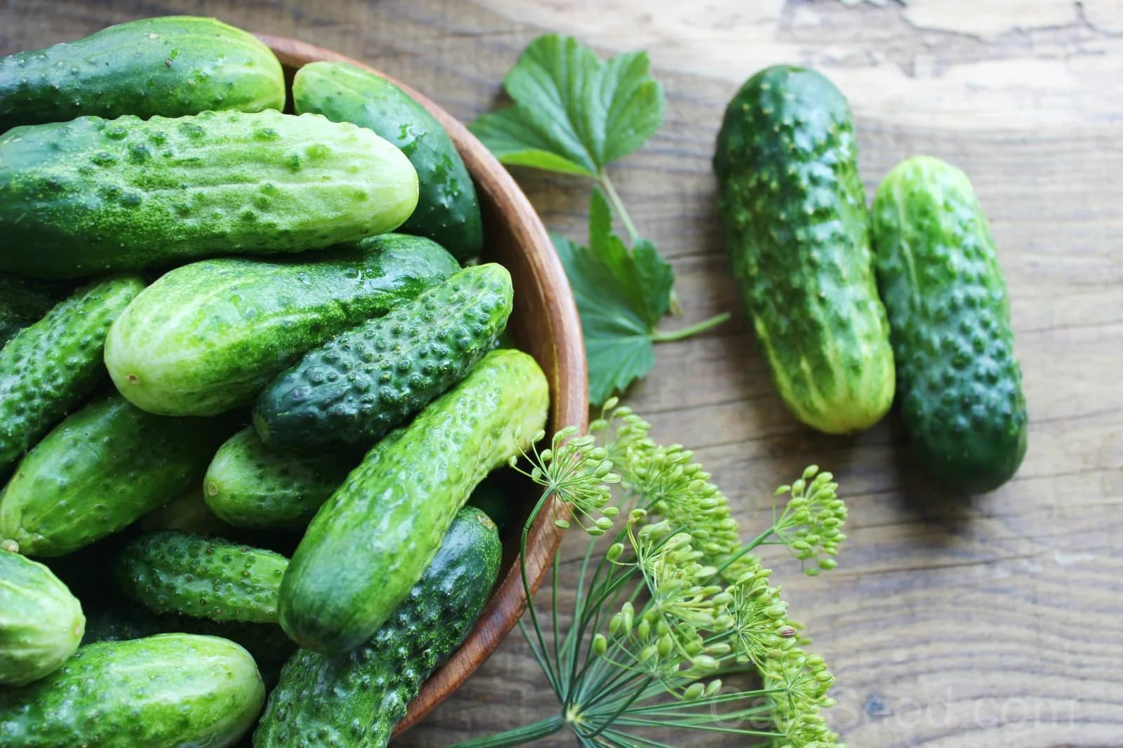 National Pickling Cucumber Seeds — Classic Crisp Pickling Fruit - View 5