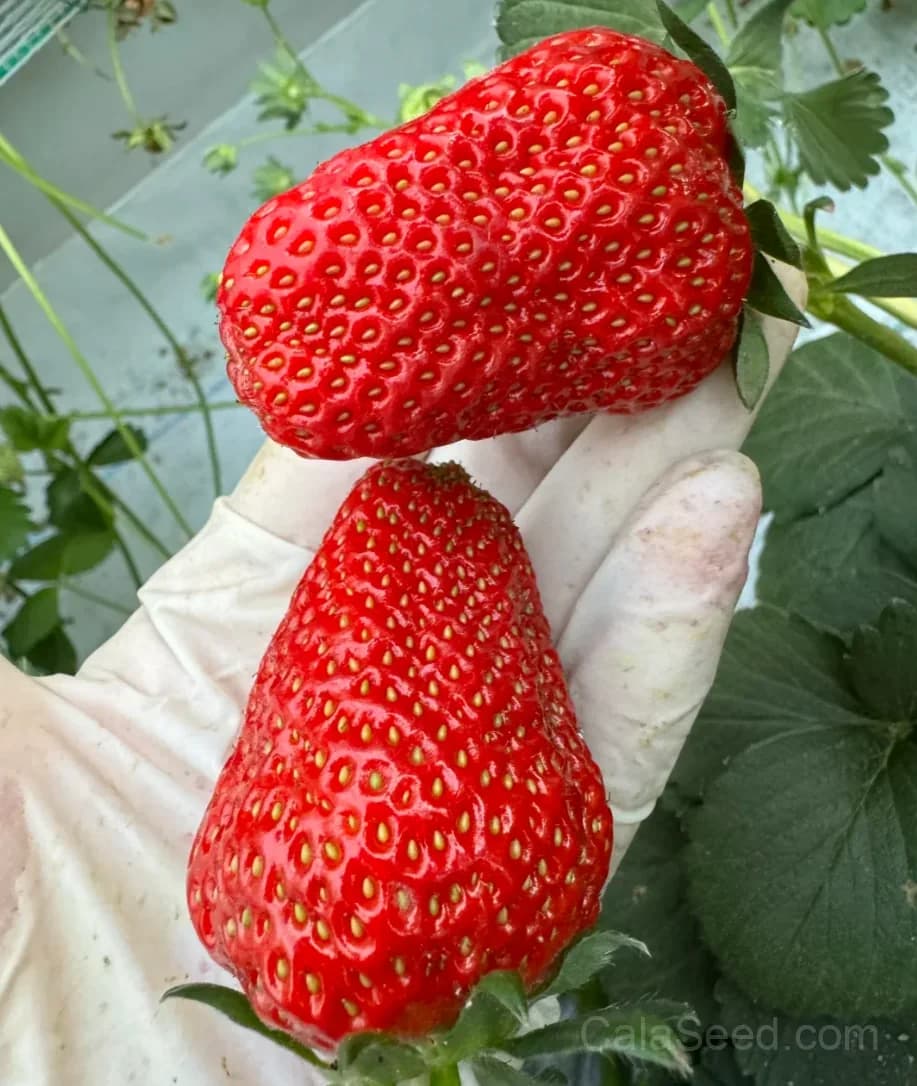 Kaorino Strawberry Seeds – Sweet, Fragrant, High Germination & Easy to Grow - View 6