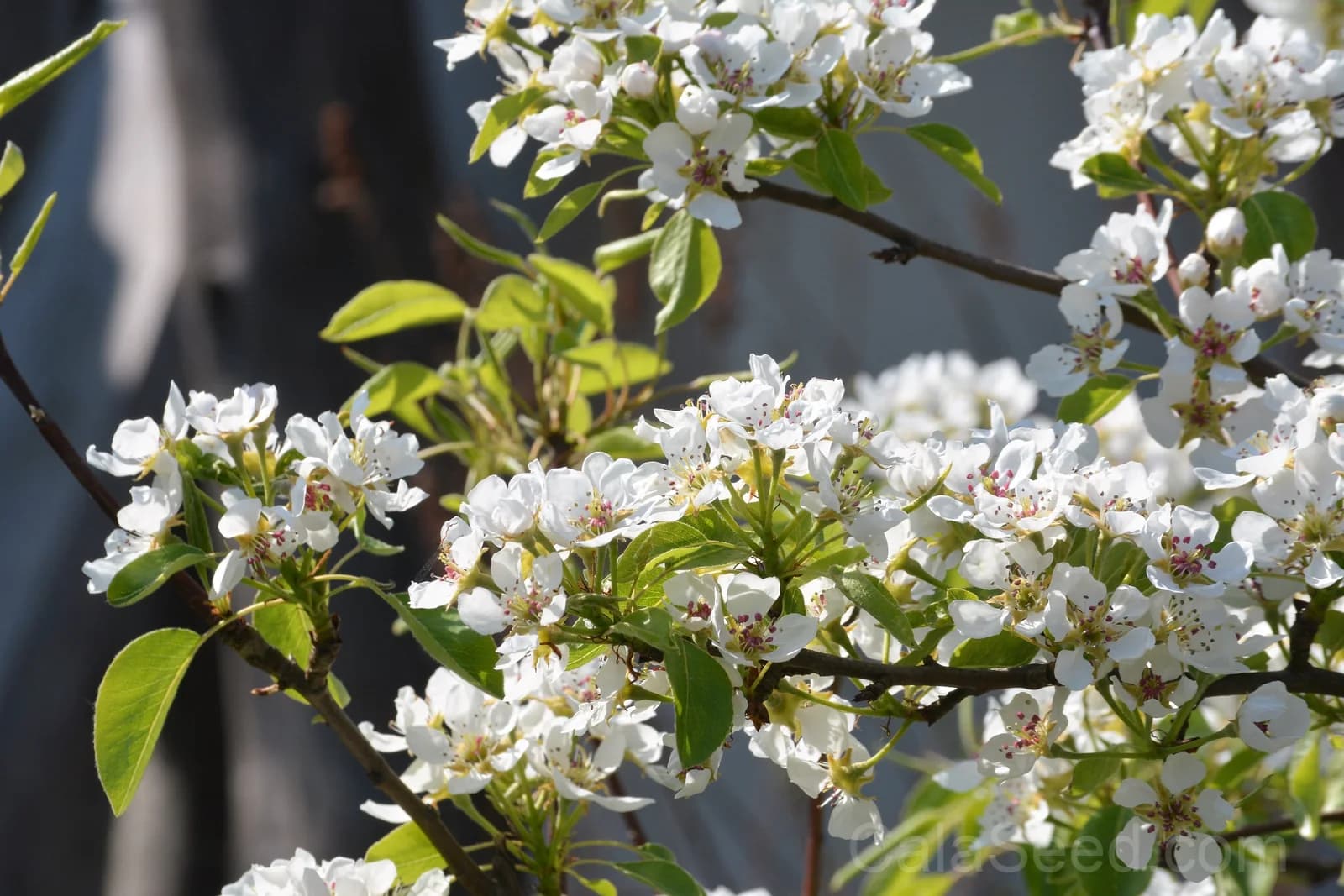 Saskatoon Serviceberry 'Amelanchier Alnifolia' Seeds — Native Edible Purple Berry - View 2