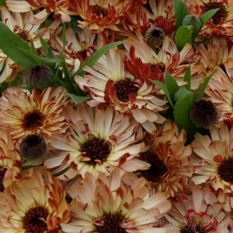 Bronzed Beauty Calendula Seeds — Copper-Toned Edible Flowers - Alt