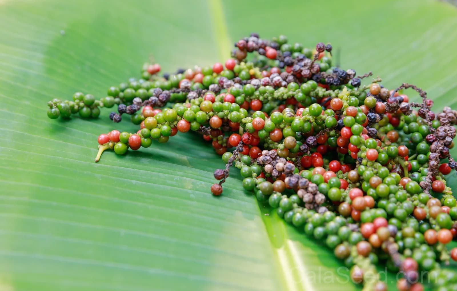 Black Peppercorn 'Piper Nigrum' Seeds — Spice Vine for Cooking - Alt