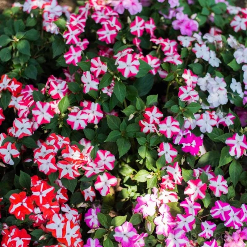 Accent Star Mix Impatiens Seeds — Vibrant Shade-Loving Bloom - Main