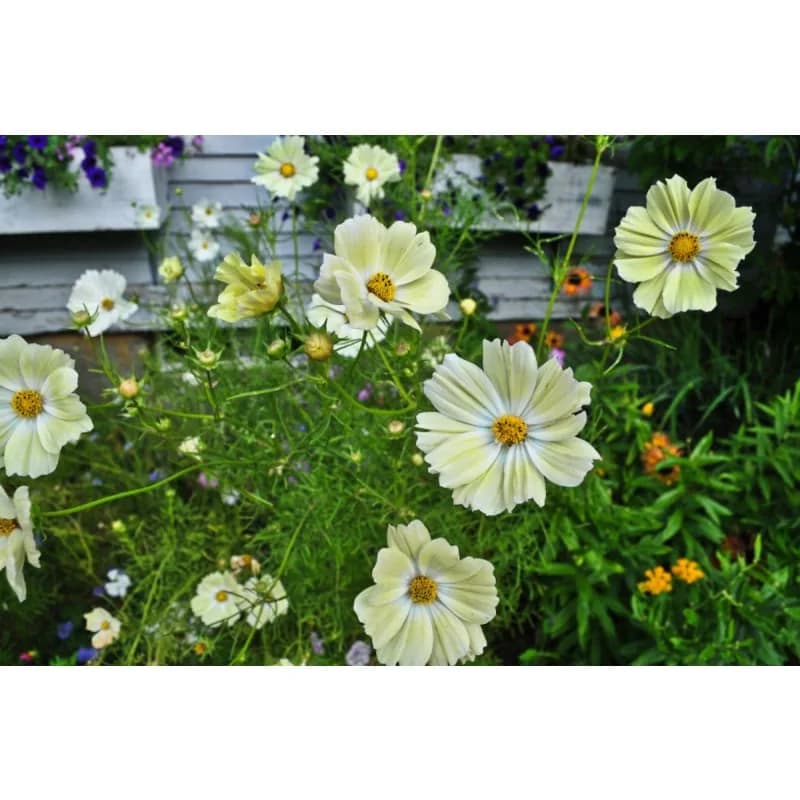 Yellow Cosmos Seeds — Bright Golden Annual Flowers - View 3