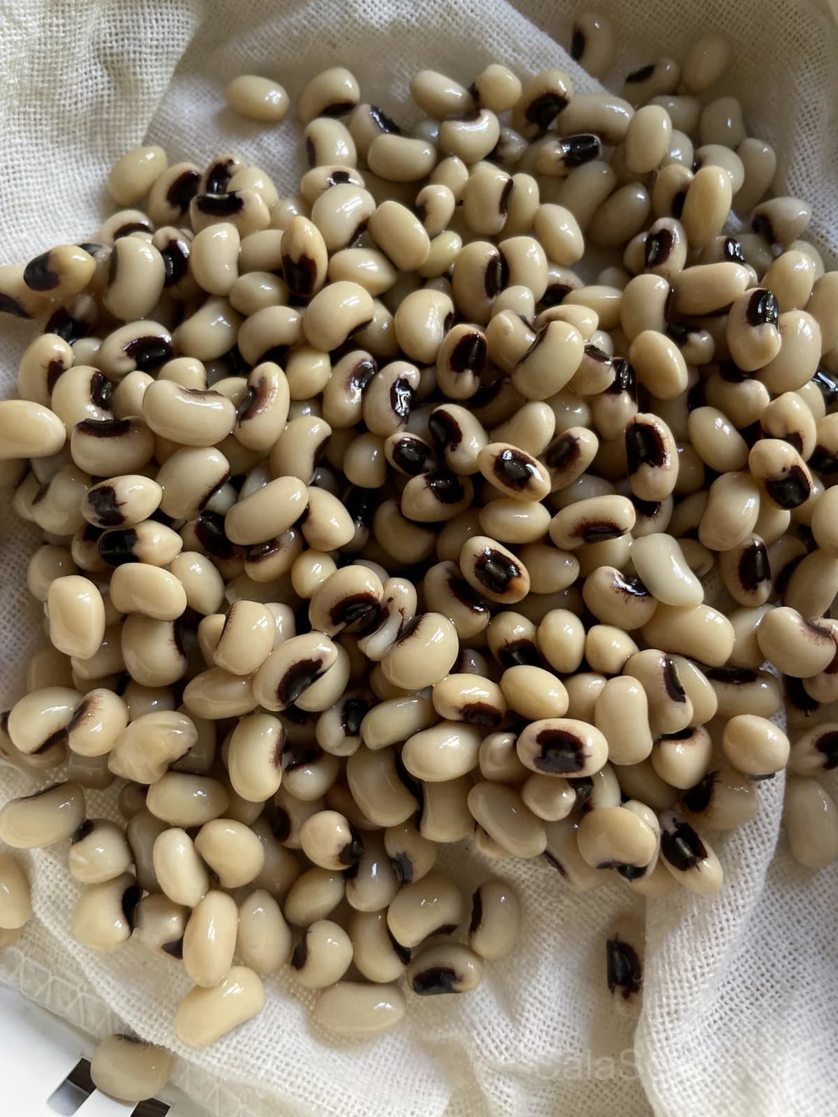 California Blackeye No.5 Cowpea Seeds — Southern Classic Heat-Tolerant Legume - View 6