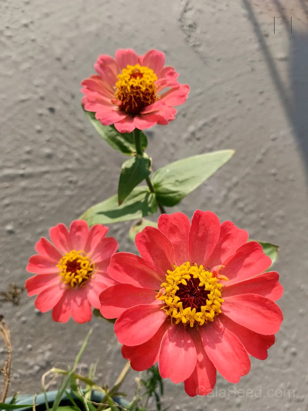 Cherry Queen Zinnia Seeds — Vibrant Heirloom Cut Flower - View 5