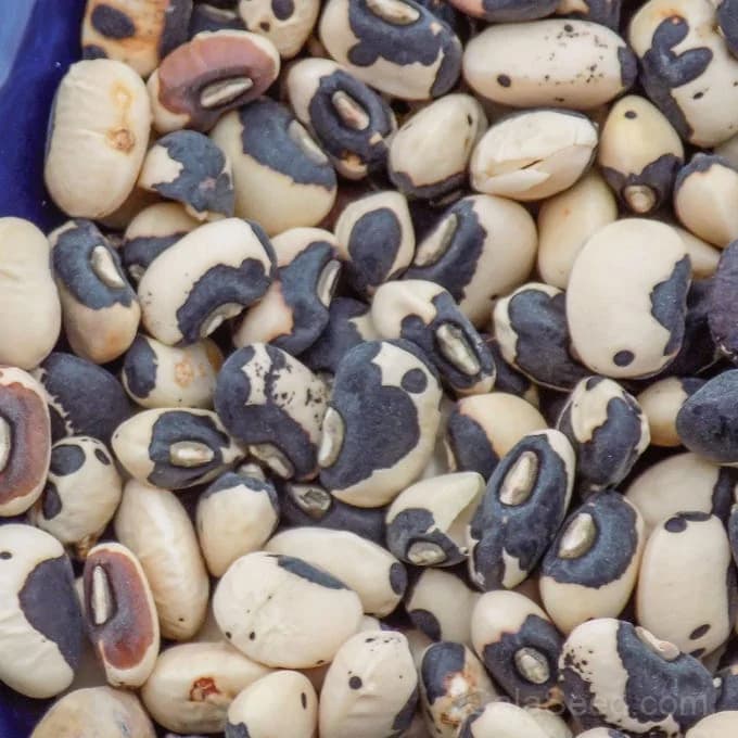Phenomenal Cowpea Seeds — Southern Garden Staple - Main