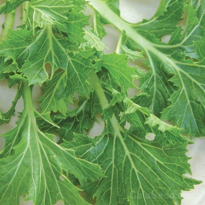 Mizuna Mustard Seeds — Mild Peppery Salad Greens - Main