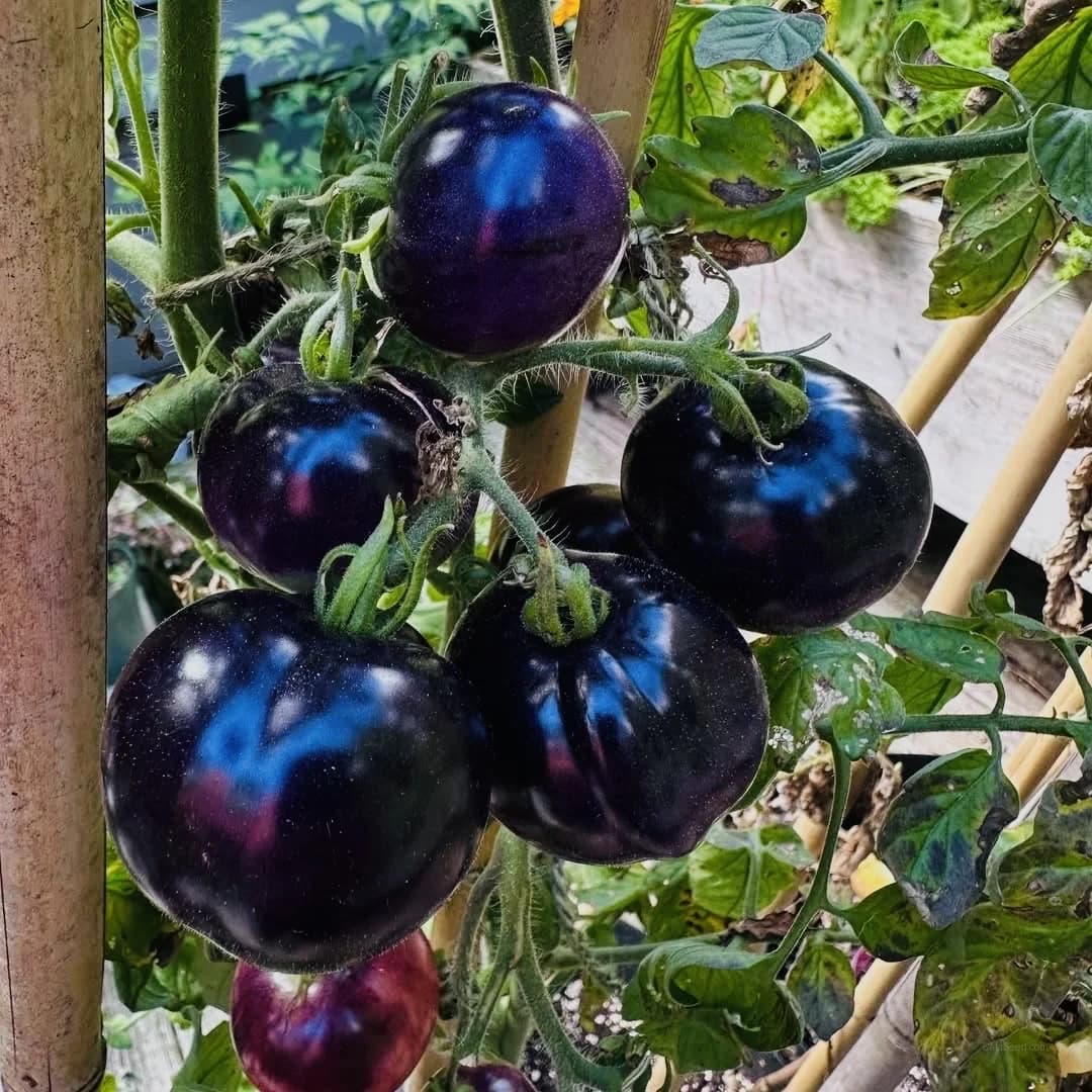 Tomatillo 'Purple' Seeds — Heirloom Mexican Fruit - View 6