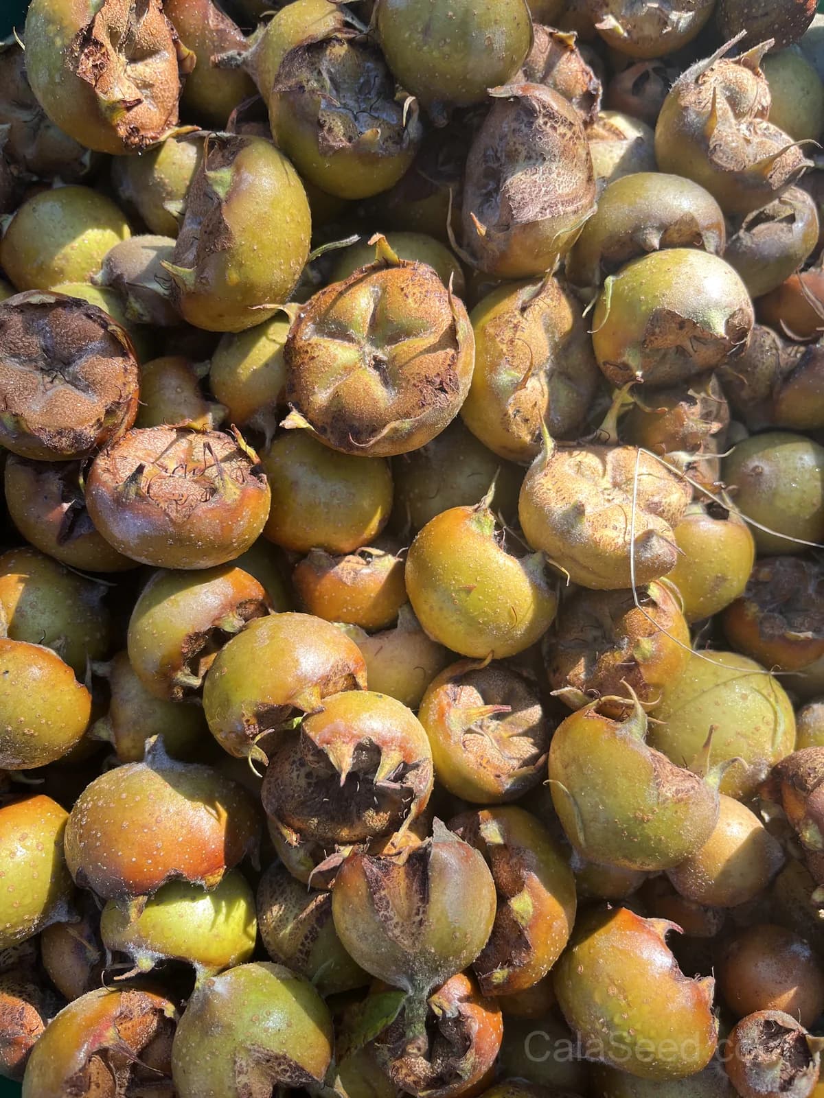Medlar Seeds — Ancient Fruit for Unique Gardens - View 4