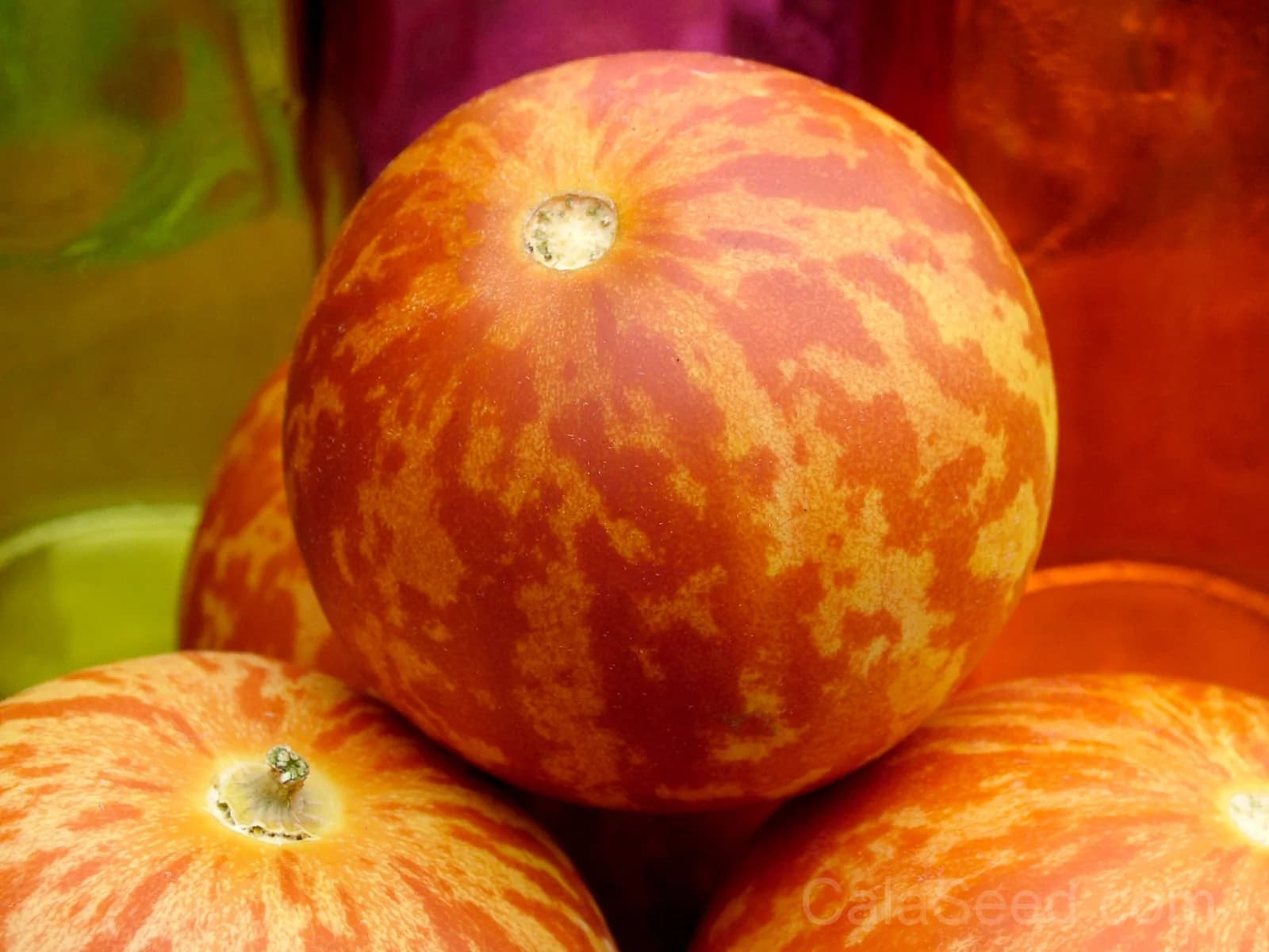 Tigger Melon 'Tiger' Seeds — Edible Ornamental Vine - Main