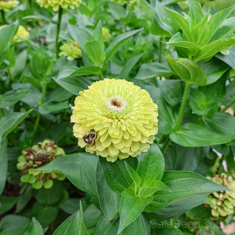 Giant Lime Zinnia Seeds — Vibrant Chartreuse Blooms - View 3