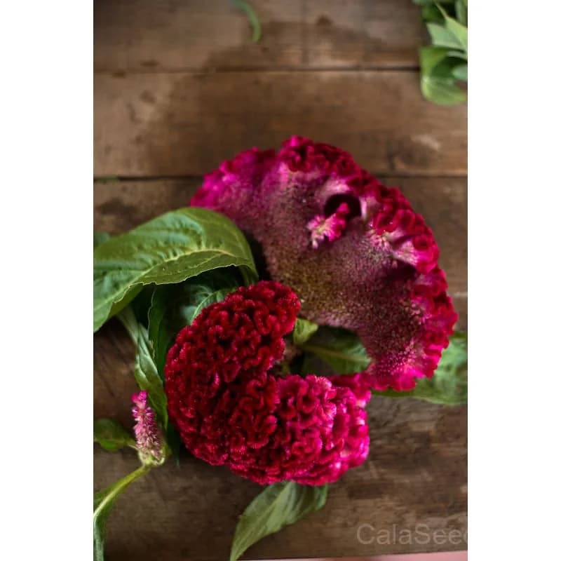 Coral Garden Celosia Seeds — Vibrant Coral-Like Blooms - Alt