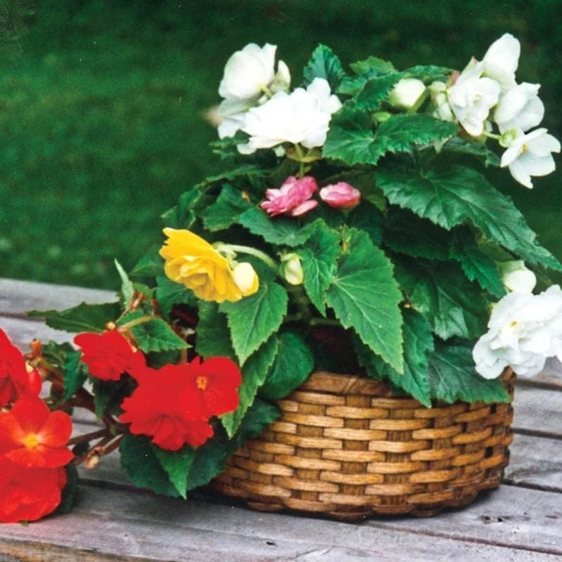 Non Stop Mix Begonia Seeds — Continuous Blooming Flower Mix - View 1