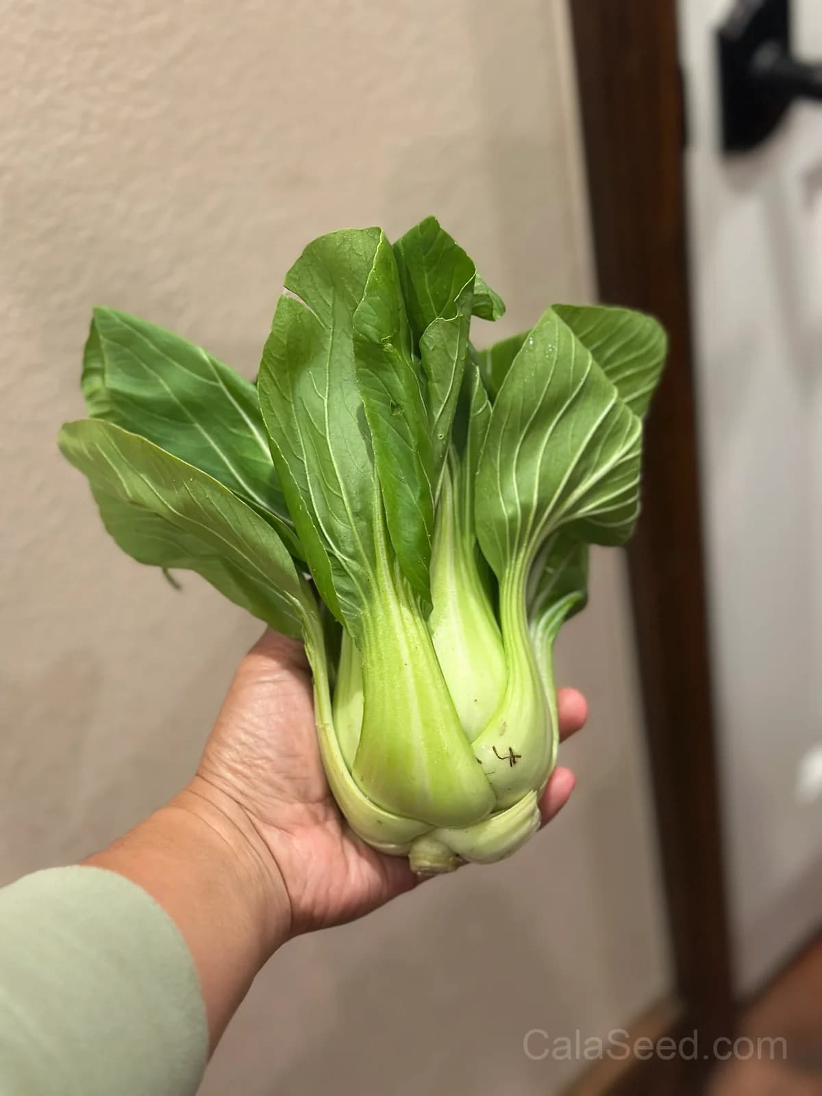 Baby Choi Cabbage Seeds — Organic Tender Asian Greens - Alt
