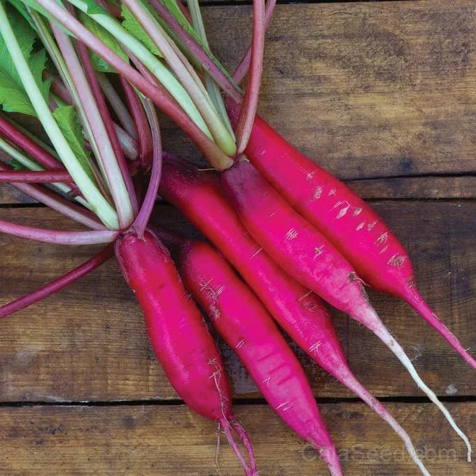 Salad Rose Radish Seeds — Crunchy Heirloom Root Vegetable - Main