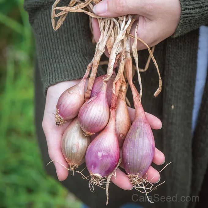 Davidor Shallots Seeds — Gourmet French Culinary Bulb - Alt