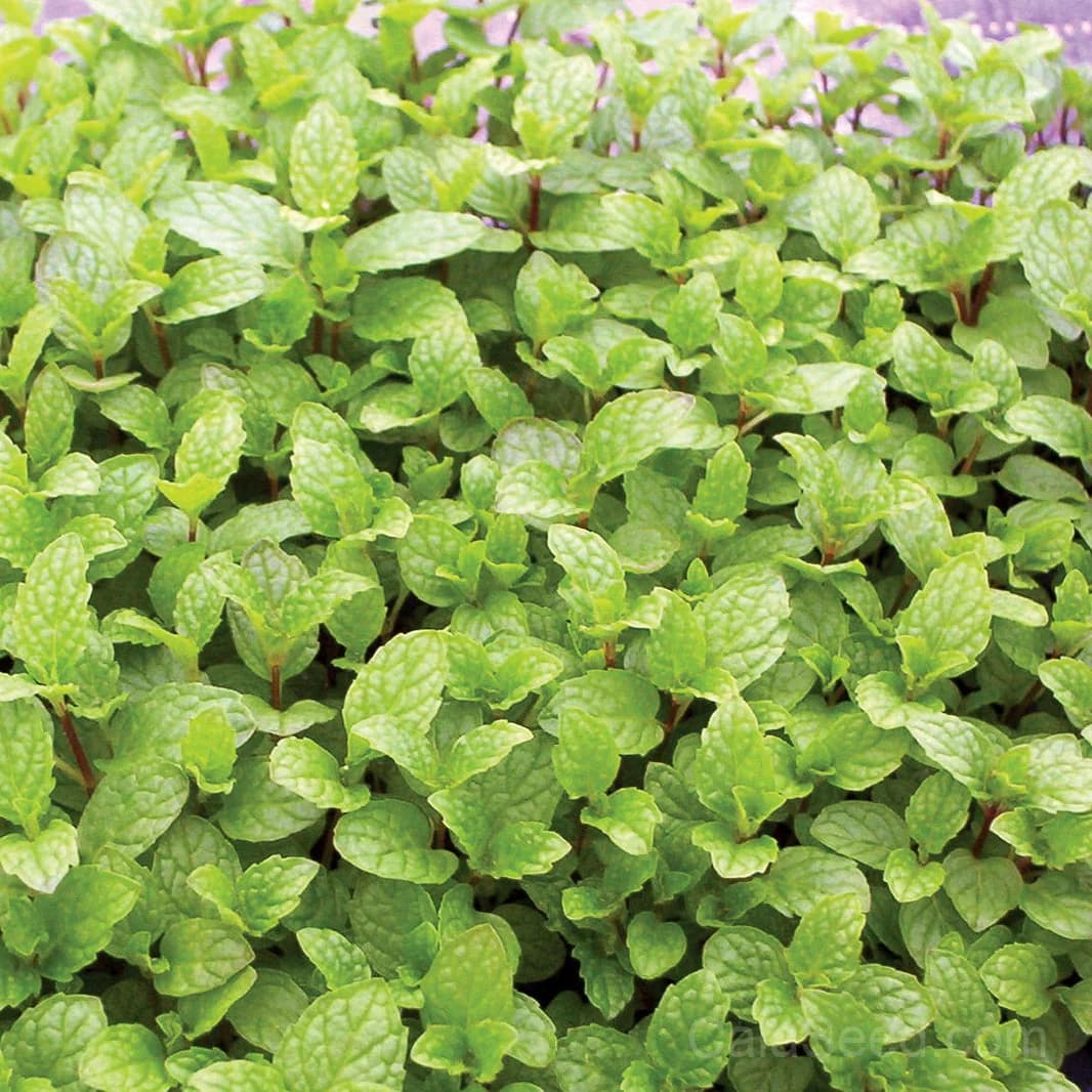 Mojito Mint Seeds — Classic Cocktail Herb - Main