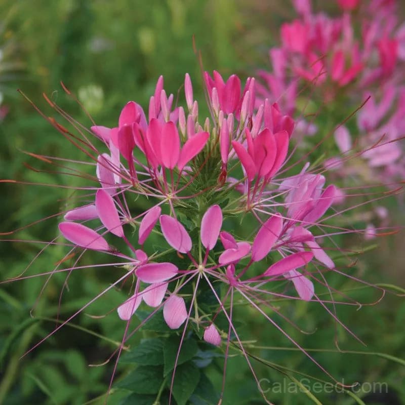 Cleome 'Cherry Queen' Seeds — Vibrant Spider Flower Blooms - View 2
