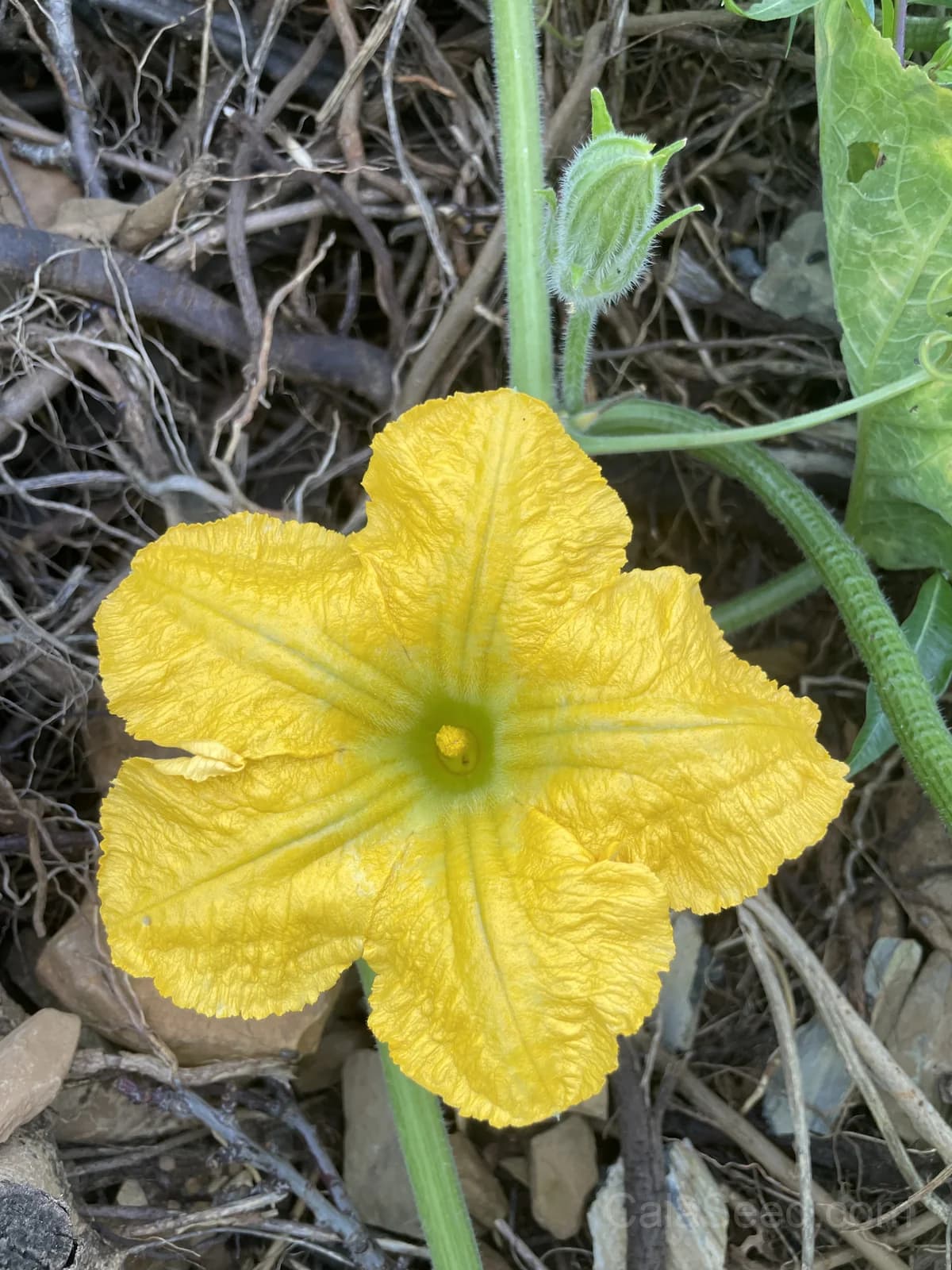 Waltham Butternut Squash Seeds — Classic Organic Winter Squash - View 4