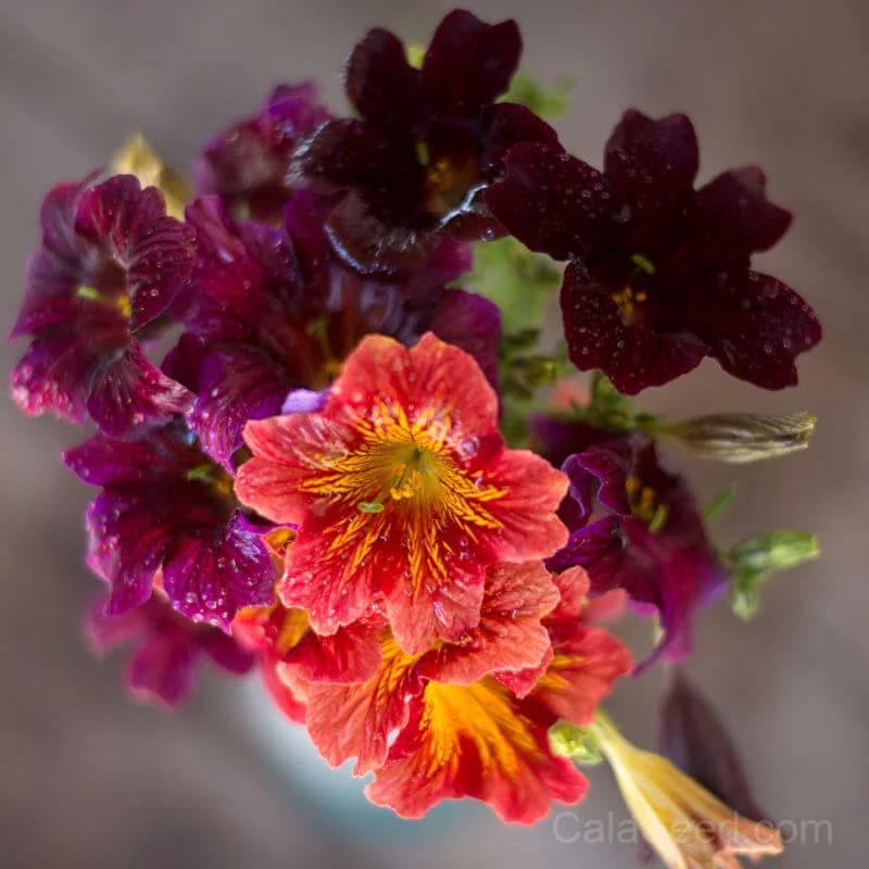 Salpiglossis 'Royale Mix' Seeds — Vibrant Trumpet Flower Blend - Main