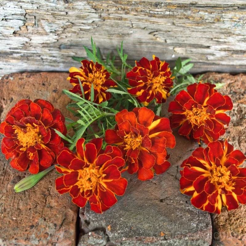 Safari Red Marigold Seeds — Vibrant Heat-Tolerant Blooms - Alt