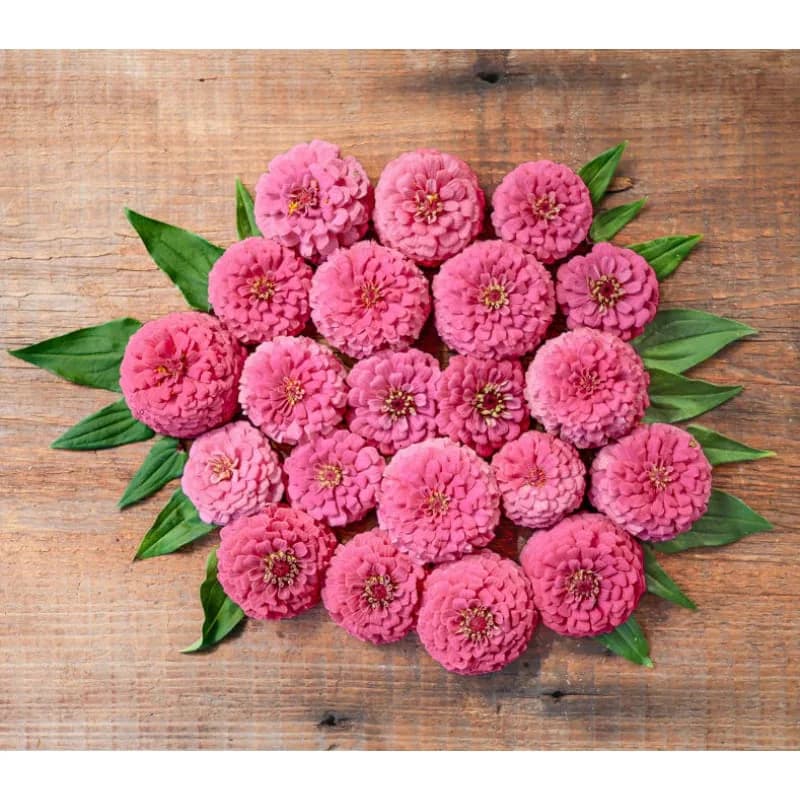 Oklahoma Salmon Zinnia Seeds — Heat-Tolerant Cut Flower - Alt