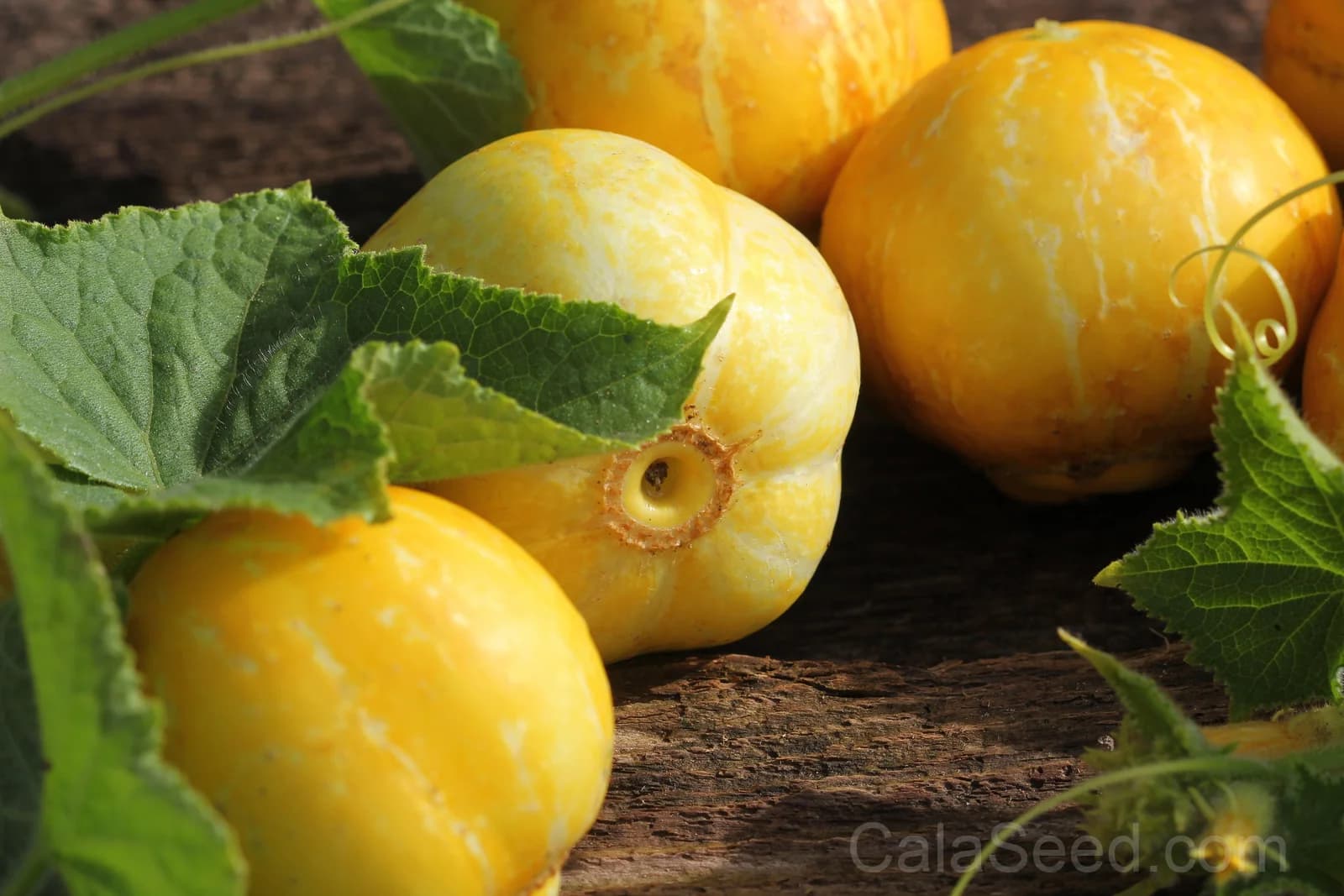 Lemon Cucumber Seeds — Yellow Heirloom Fruit Vegetable - View 1