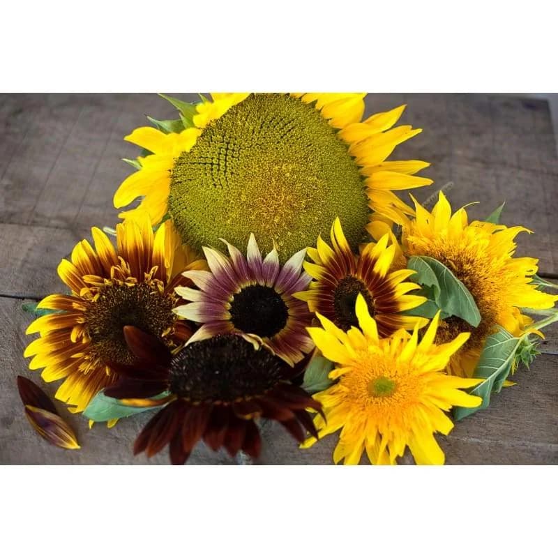 Monet's Pallet Mix Sunflower Seeds — Artist-Inspired Color Blend - Alt