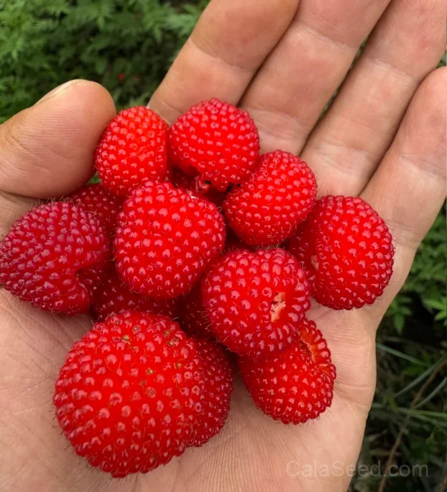 Wild Strawberry 'Vesca' Seeds — Tiny Alpine Fruit - View 4