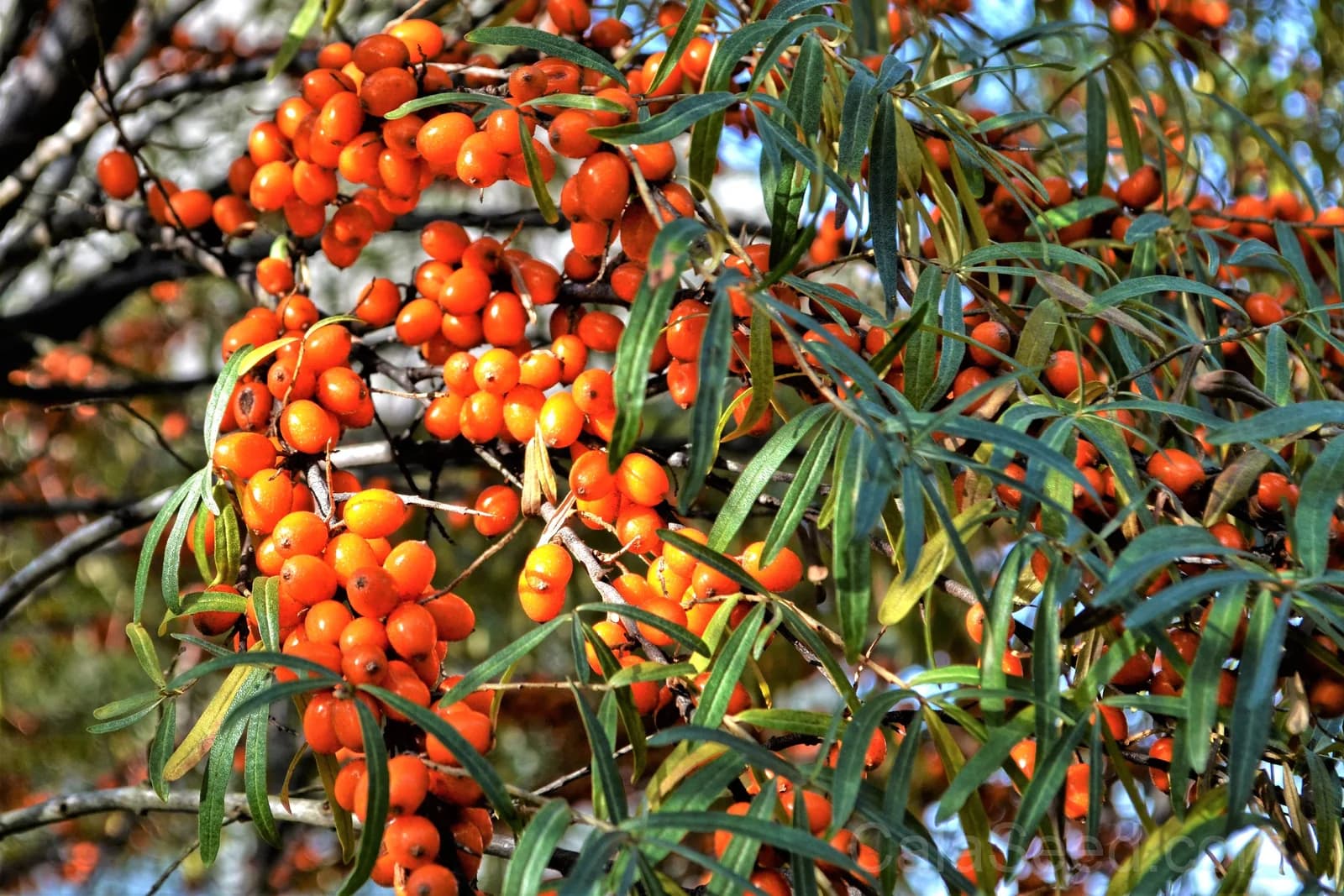 Sea Buckthorn 'Hippophae Rhamnoides' Seeds — Orange Berry Fruit Shrub - View 3