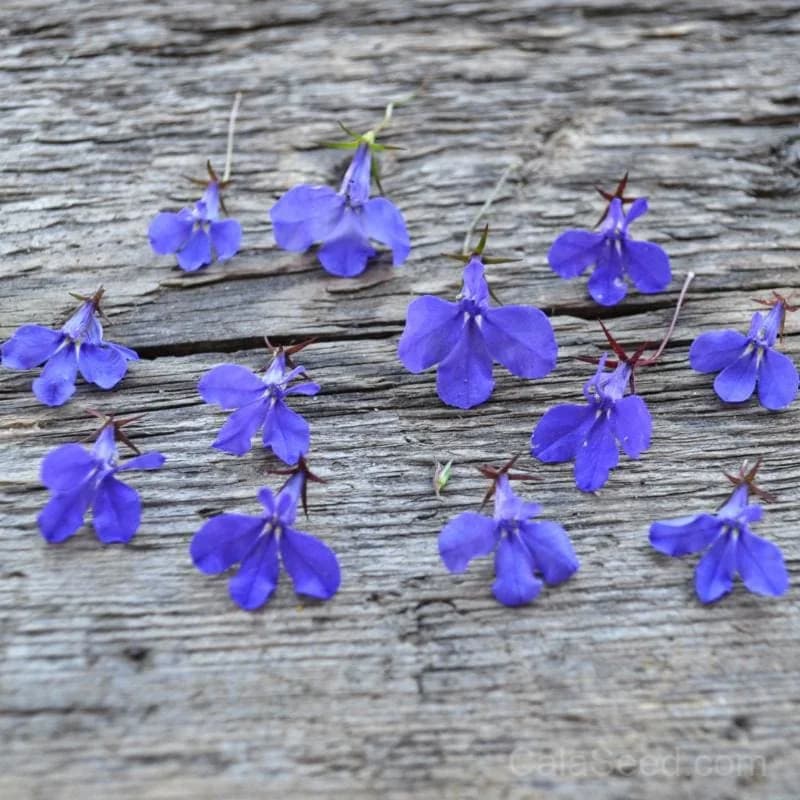 Crystal Palace Lobelia Seeds — Compact Blue Flowering Annual - Main