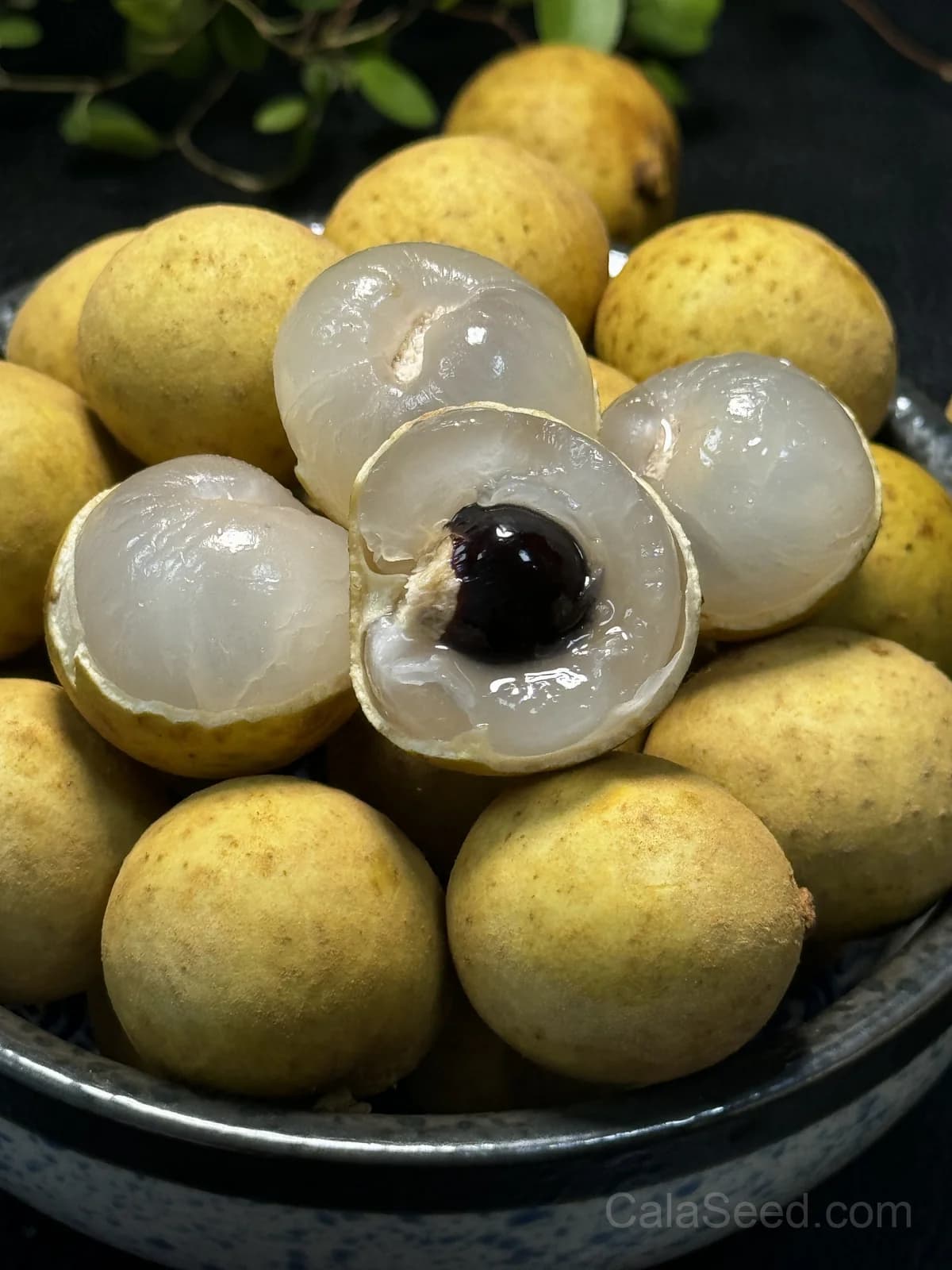 Longan 'Dimocarpus' Seeds — Sweet Tropical Fruit - Main