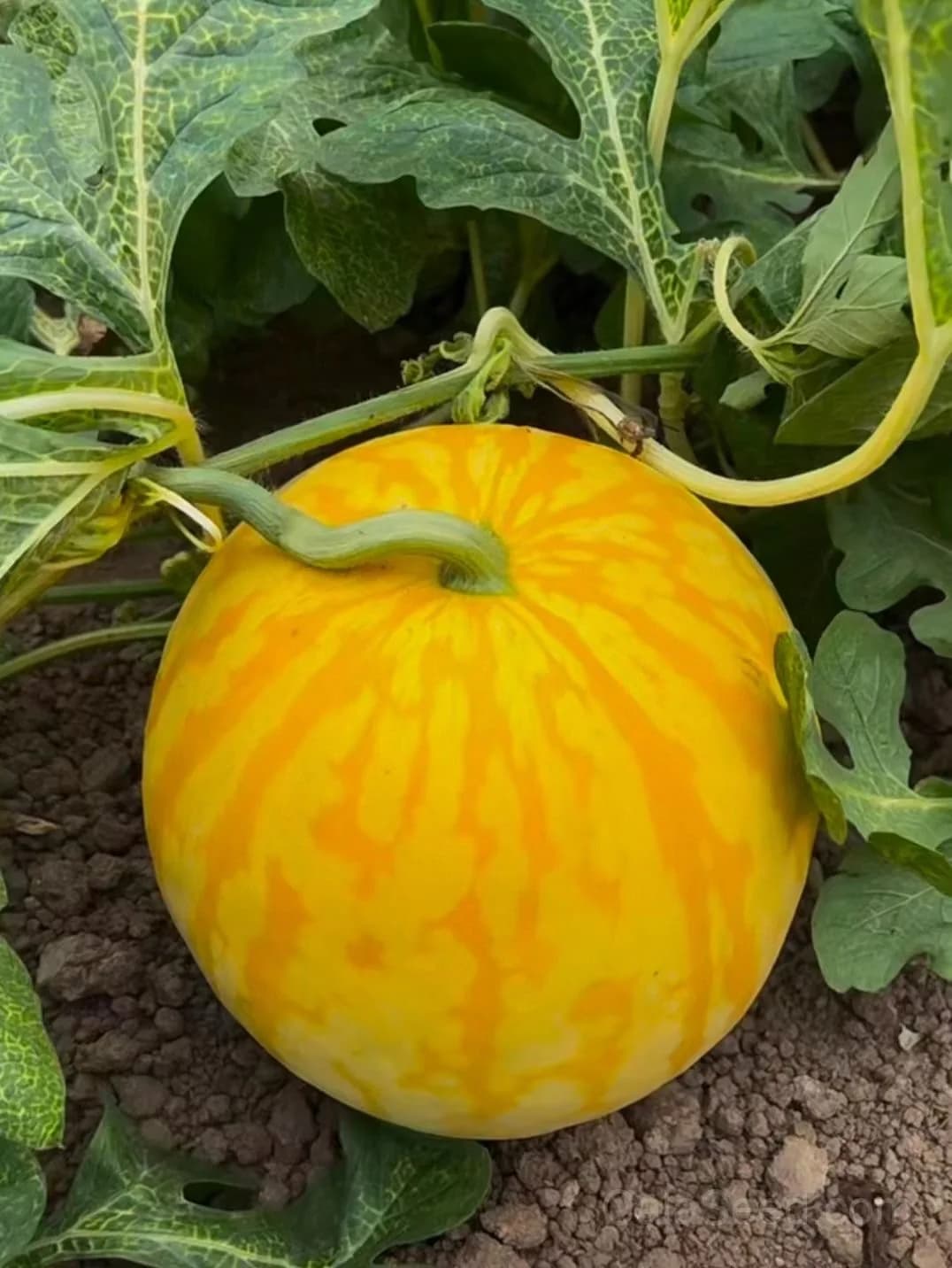 Premium Yellow Skin Seedless Watermelon Seeds | Sweet Rare Variety for Home Gardeners - View 3