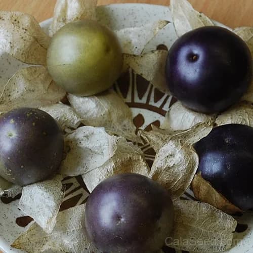 Tomatillo 'Purple' Seeds — Heirloom Mexican Fruit - View 2