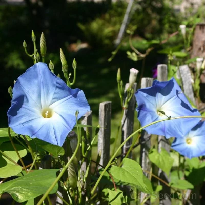 Heavenly Blue Morning Glory Seeds — Sky-Blue Annual Vine - Alt