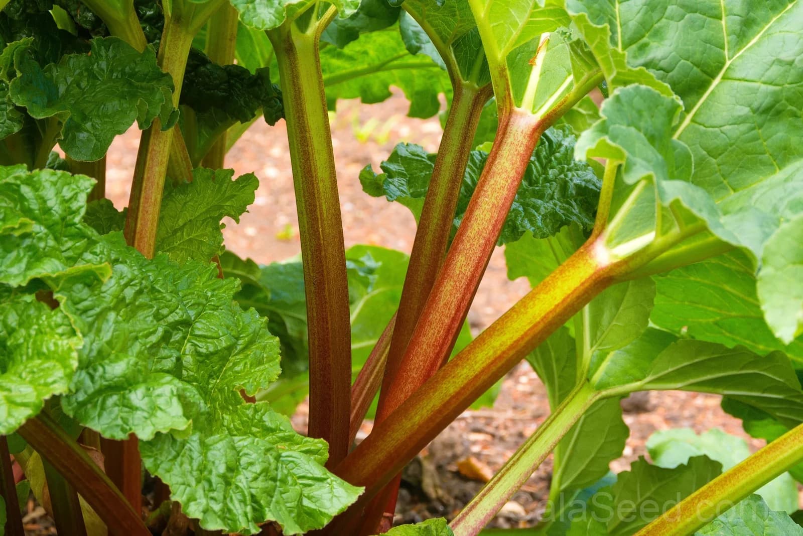 Glaskins Perpetual Rhubarb Seeds — Classic Pieplant Vegetable - View 6