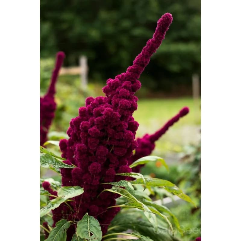 Elephant Head Amaranth Seeds — Striking Red Bloom - View 4