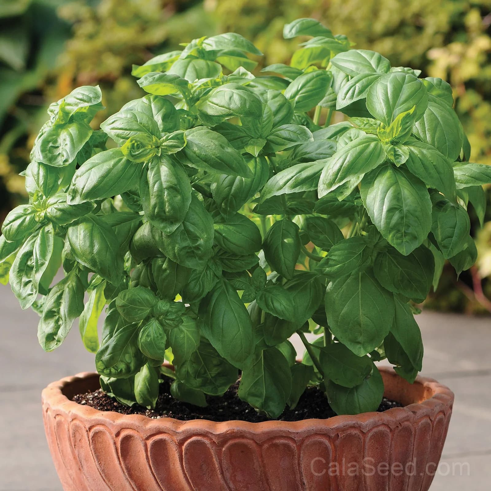 Dolce Fresca Seeds — Sweet Italian Herb Blend - Main