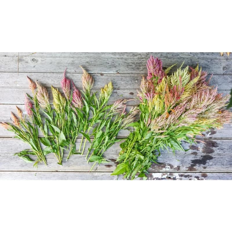 Shimmer Celosia Seeds — Iridescent Plume Blooms - View 5
