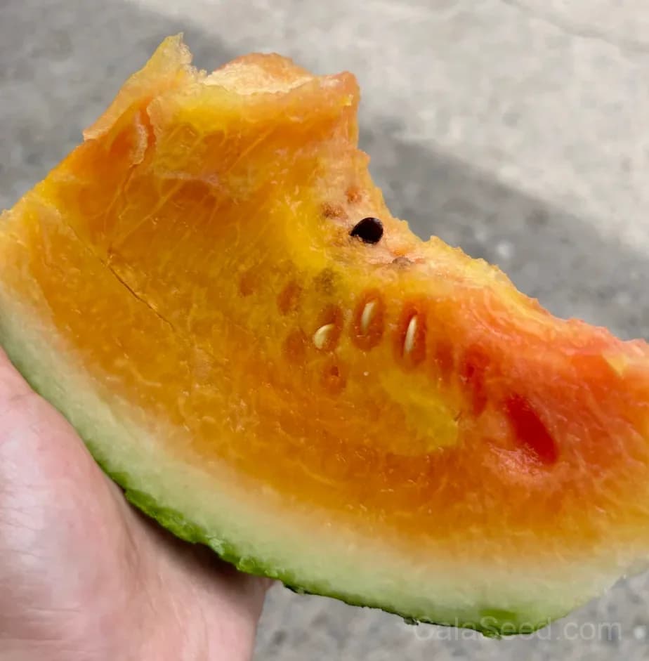 Rainbow Ice Cream Watermelon Seeds - Alt