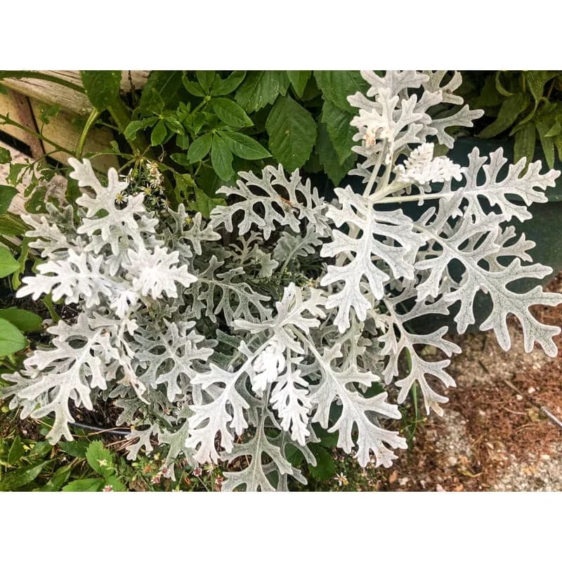 Dusty Miller 'Cineraria' Seeds — Silver Foliage Accent Plant - View 3