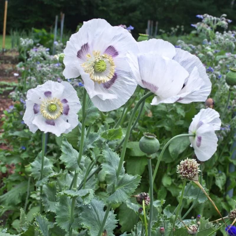 Breadseed Poppy 'Pinetree Mix' Seeds — Ornamental & Culinary Blooms - Alt