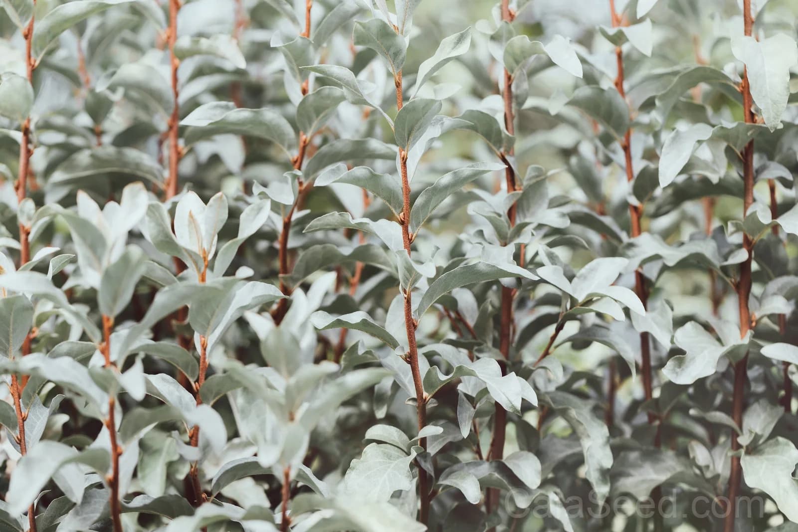 American Silverberry 'Wolf Willow' Seeds — Edible Wild Berry Shrub - Alt