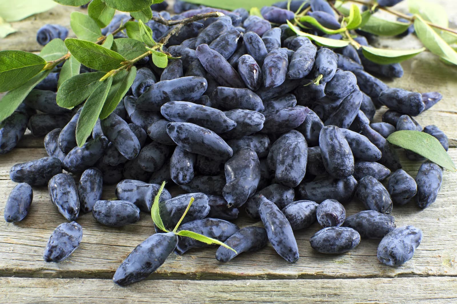 Blue Honeysuckle 'Honeyberry' Seeds — Edible Fruit Shrub - Main