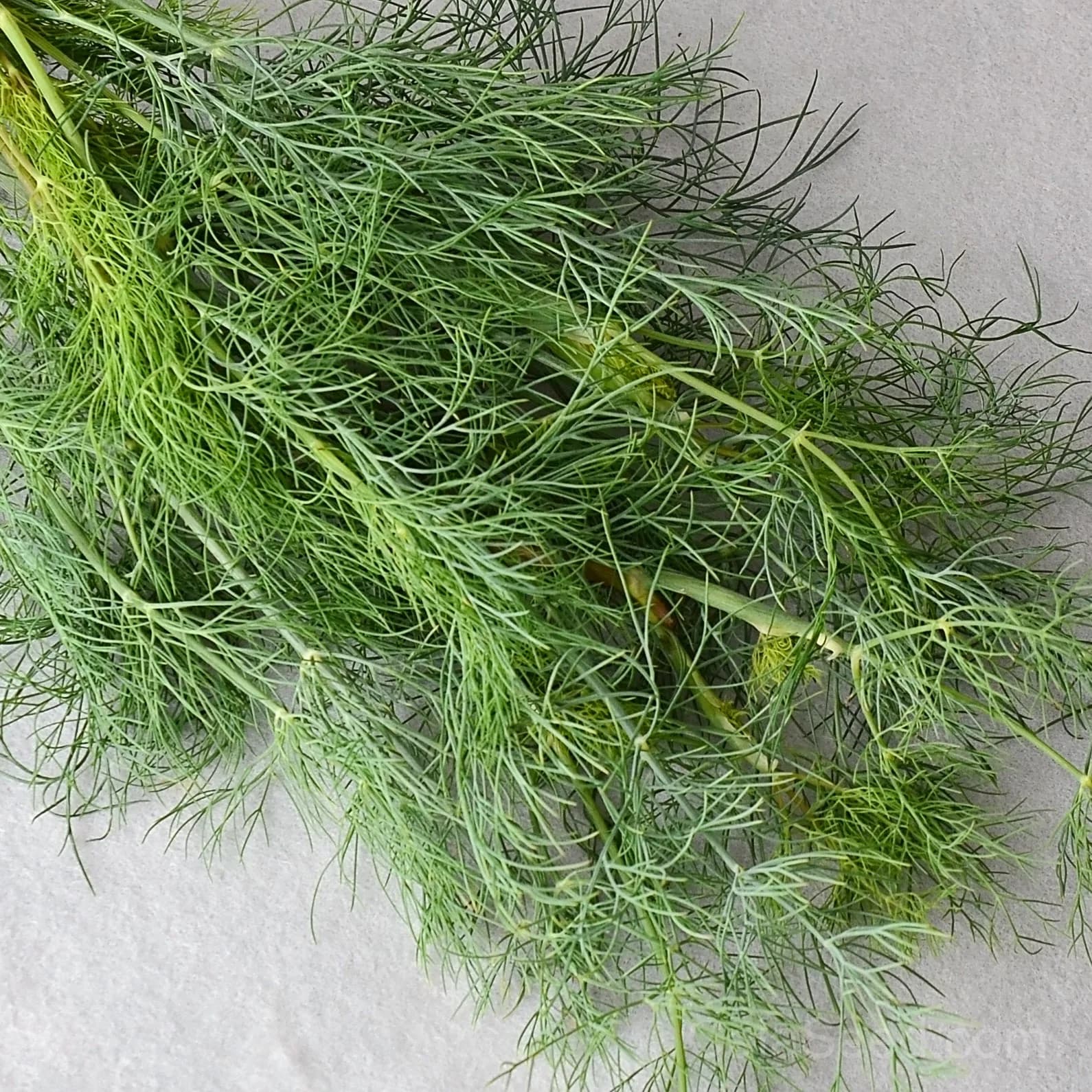 Dukat Dill Seeds — High-Yield Culinary Herb - Main