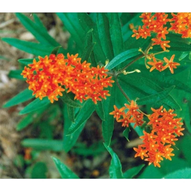 Butterfly Weed 'Asclepias' Seeds — Monarch Butterfly Host Plant - View 2