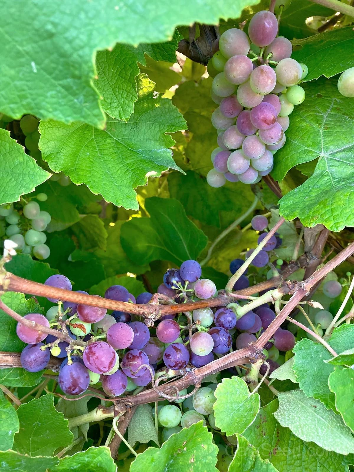 Concord Grape 'Purple' Seeds — Classic North American Vine - View 2