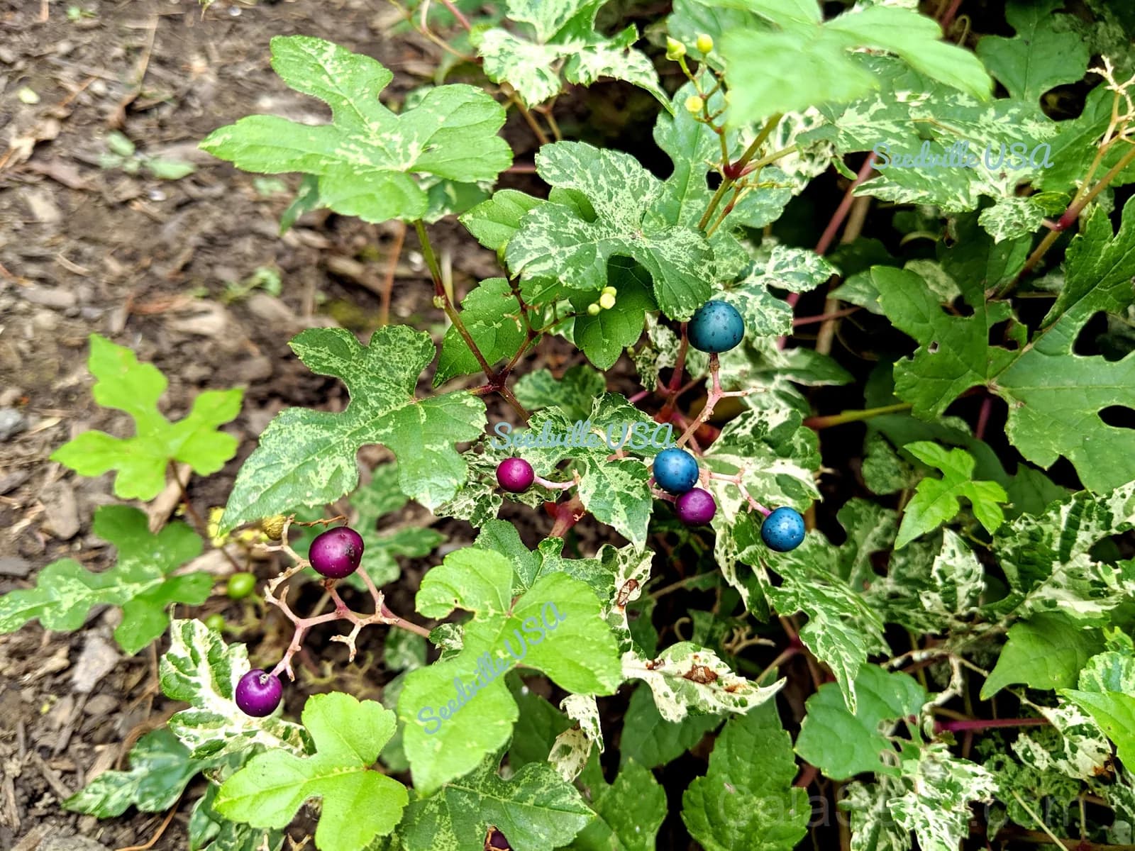 Variegated Porcelain Berry Vine Seeds — Ornamental Blue-Pink Berries - View 5